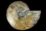 Agatized Ammonite Fossil (Half) - Madagascar #135254-1